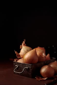 Fresh harvest yellow onion bulbs with peel in a vintage metal box on a table on a dark background, organic product for healthy food, ingredient for home cooking dishes, vertical close-up banner with a copy space