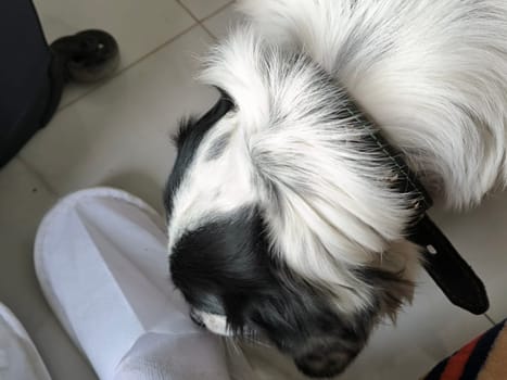 black and white dog, animals nature, domestic animal, cute pet, one, portrait fur, muzzle, paw Tbilisi Georgia 17 August 2024 ,. High quality photo