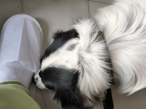 black and white dog, animals nature, domestic animal, cute pet, one, portrait fur, muzzle, paw Tbilisi Georgia 17 August 2024 ,. High quality photo
