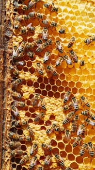 Close up of honeybees swarming on a golden honeycomb, showcasing their intricate teamwork and the beauty of nature's architecture in beehive construction.