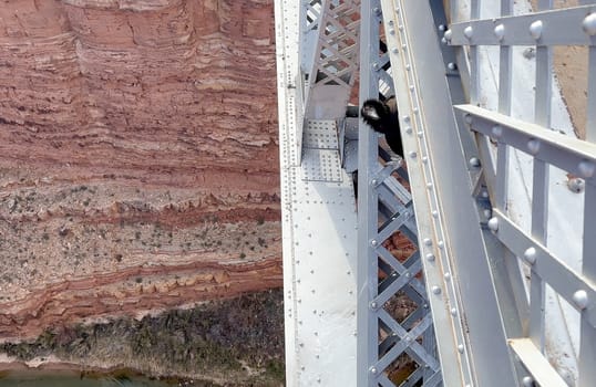A majestic California Condor is perched on the edge of the Navajo Bridge in Marble Canyon - Arizona, USA. The condor looks directly at the camera, creating a captivating wildlife encounter.