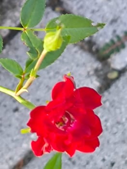 scarlet flower, flowers rose, petals plants green leaves, botanical garden flora variety floral beautiful nature. High quality photo