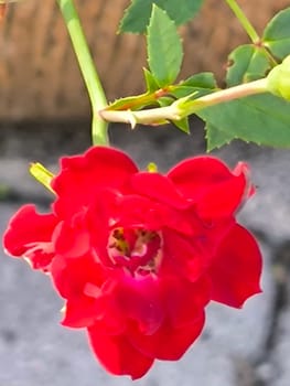 scarlet flower, flowers rose, petals plants green leaves, botanical garden flora variety floral beautiful nature. High quality photo