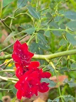 scarlet flower, flowers rose, petals plants green leaves, botanical garden flora variety floral beautiful nature. High quality photo