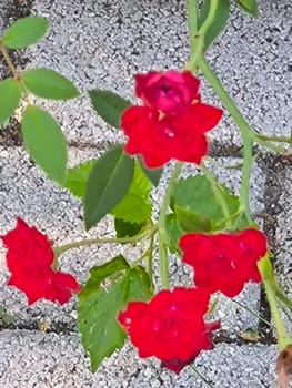 scarlet flower, flowers rose, petals plants green leaves, botanical garden flora variety floral beautiful nature. High quality photo
