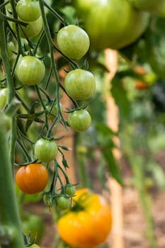 A lot of green tomatoes on a bush in a greenhouse. Tomato plants in greenhouse. Green tomatoes plantation. Organic farming, young tomato plants growth in greenhouse.