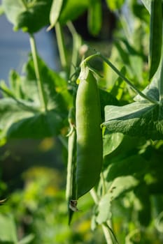 Growing peas outdoors and blurred background. Green pea pods in the vegetable garden close-up.