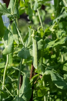 Growing peas outdoors and blurred background. Green pea pods in the vegetable garden close-up.