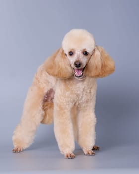 A poodle of modern color after a haircut. Vertical photo