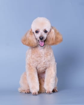 A modern-colored poodle after grooming with a new hairstyle. Vertical photo