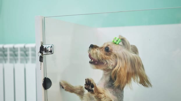 Small dog standing on hind legs, eagerly waiting for its owner behind the glass door of a grooming salon