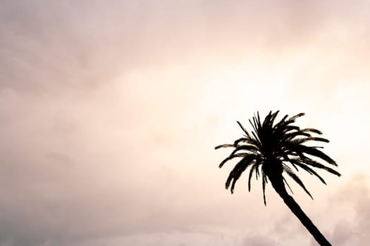 high palm tree silhouette with wavy branches growing under cloudy sky at sunset, concept of travel and vacation in the caribbean, copyspace for text