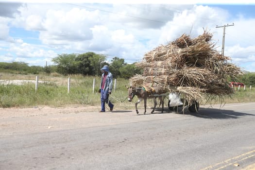 juazeiro, bahia, brazil - april 30, 2023: animal-drawn car traveling in a rural area in the city of Juazeiro.