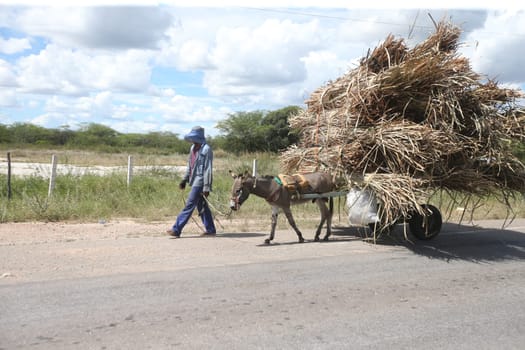 juazeiro, bahia, brazil - april 30, 2023: animal-drawn car traveling in a rural area in the city of Juazeiro.