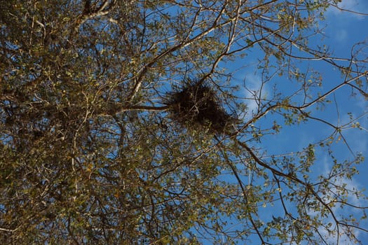 salvador, bahia, brazil - november 4, 2023: bird's nest in a tree in the city of salvador.