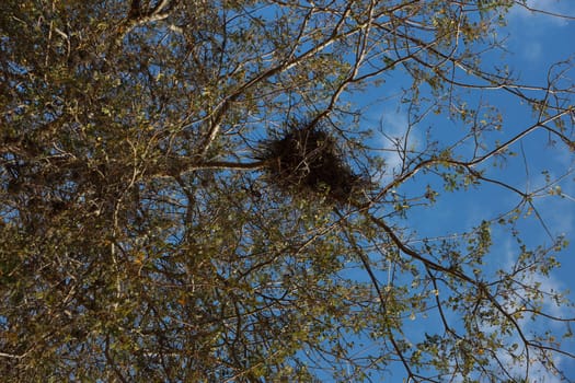 salvador, bahia, brazil - november 4, 2023: bird's nest in a tree in the city of salvador.