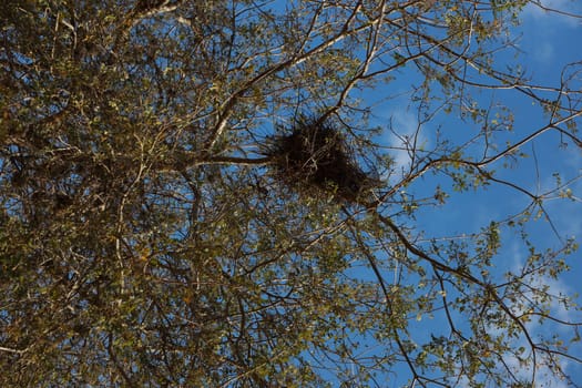 salvador, bahia, brazil - november 4, 2023: bird's nest in a tree in the city of salvador.