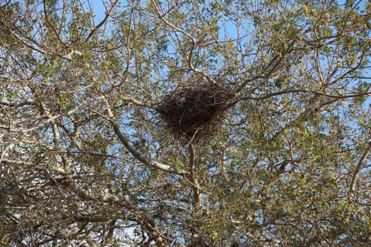 salvador, bahia, brazil - november 4, 2023: bird's nest in a tree in the city of salvador.