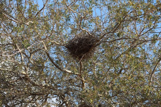 salvador, bahia, brazil - november 4, 2023: bird's nest in a tree in the city of salvador.