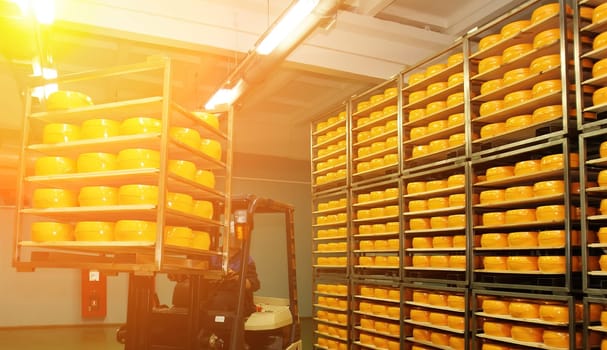 Stacks of vibrant yellow cheese wheels fill the storage area as a worker maneuvers a forklift, efficiently organizing the dairy products for shipment.