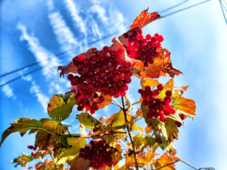 Bright red berries adorn branches in a picturesque landscape, contrasting beautifully with the clear blue sky on a sunny fall day.