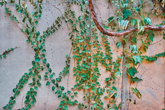 Vine on the wall. Ivy wall marks background.