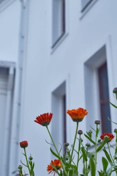 red and orange calendula on the background of a white building. Flower beds, flowers, landscaping.