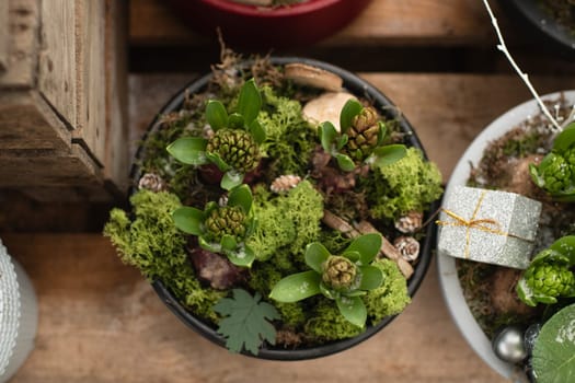 Christmas composition with hyacinths for Christmas