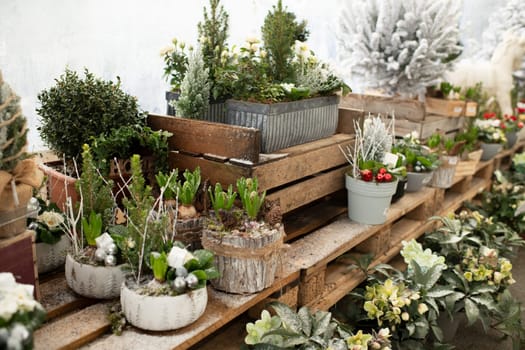 Christmas composition in pots for Christmas