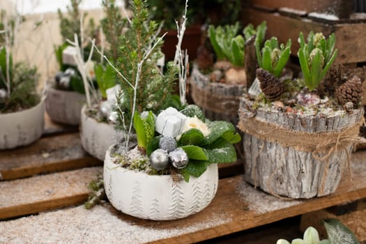 Christmas composition with hyacinths for Christmas