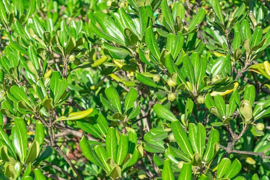 The vibrant green leaves of a tropical plant flourish under the sun in a garden. The dense foliage showcases healthy growth and vitality, creating an inviting atmosphere.