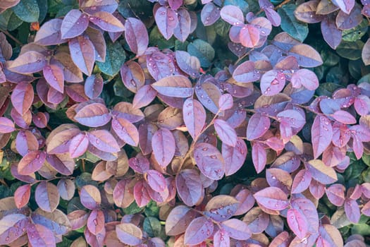 Vibrant purple foliage glistens with raindrops, creating a beautiful contrast against dark green leaves in a garden. The natural elements emphasize a tranquil outdoor setting.