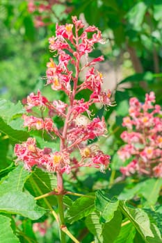 Beautiful clusters of pink horse chestnut flowers stand tall among lush green leaves, showcasing nature's colors during a bright spring day, creating a lively atmosphere.