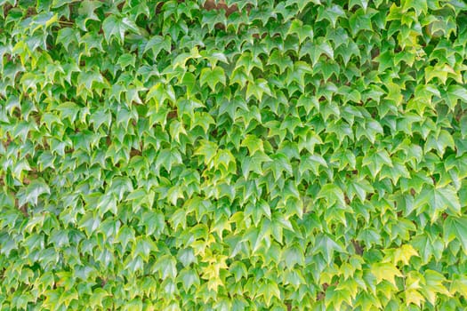 Lush green ivy climbs a textured brick wall, creating a serene atmosphere in a garden. The vibrant leaves contribute to the natural beauty of the outdoor space.