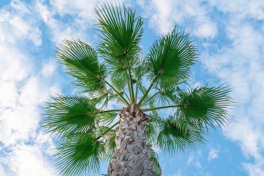 Beneath a tall palm tree, the lush green fronds reach upward against a backdrop of a bright blue sky dotted with fluffy white clouds, showcasing a serene tropical atmosphere.