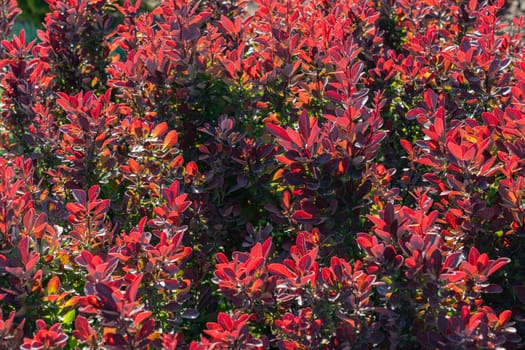 A bush displays striking red leaves, showcasing vibrant colors typical of autumn. The sunlight enhances the beauty of the foliage, adding warmth to the outdoor setting.