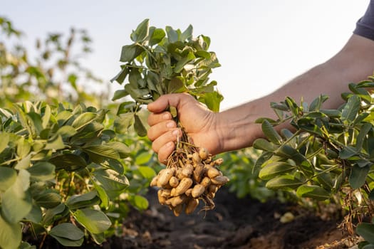 A farmer holding freshly harvested peanuts with roots in a field. The background features green peanut plants under a cloudy sky, showcasing agricultural activity.