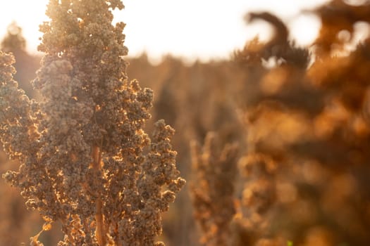 farmer's hand holding quinoa plant stem against field background, quinoa cultivation and harvesting