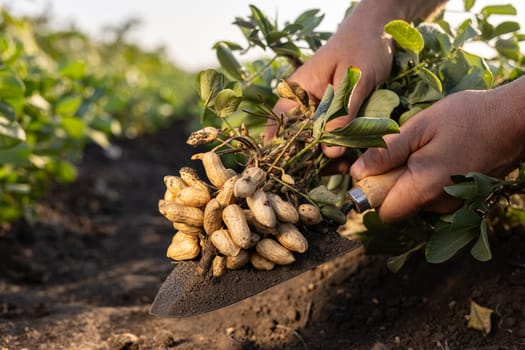 A farmer holding freshly harvested peanuts with roots in a field. The background features green peanut plants under a cloudy sky, showcasing agricultural activity.