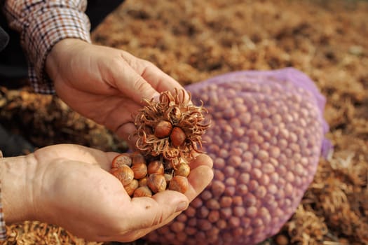 bear nut close up, Turkish Hazel nut harvesting, healthy snack