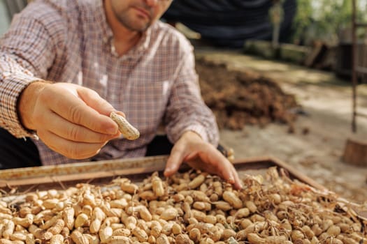 farmer harvesting peanuts, sorting nut quality in peanut production, nut butter
