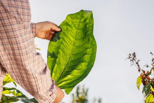 farmer holding fresh tobacco leaf against field background, harvesting, tobacco product quality, tobacco production