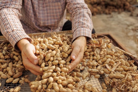 farmer harvesting peanuts, sorting nut quality in peanut production, nut butter
