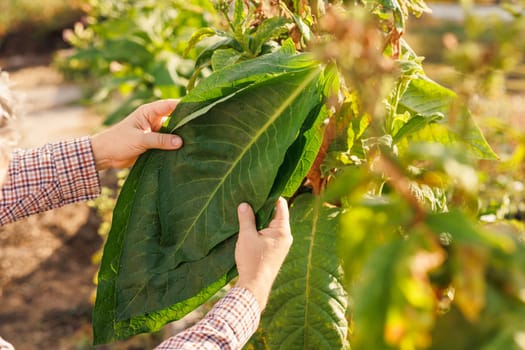 farmer holding fresh tobacco leaf against field background, harvesting, tobacco product quality, tobacco production