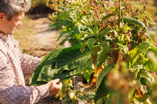 farmer holding fresh tobacco leaf against field background, harvesting, tobacco product quality, tobacco production