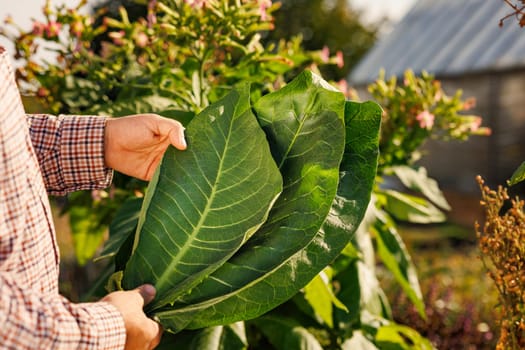 farmer holding fresh tobacco leaf against field background, harvesting, tobacco product quality, tobacco production