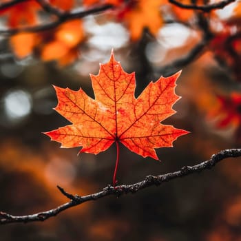 Close-up of a vibrant autumn maple leaf with rich red-orange hues and visible vein texture