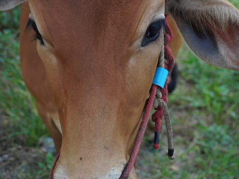 Native Thai cows in the countryside grasslands. Cows eat grass naturally.