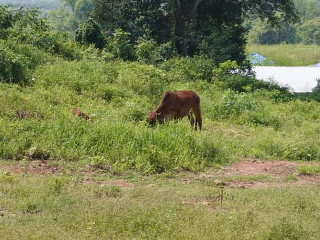 Native Thai cows in the countryside grasslands. Cows eat grass naturally.