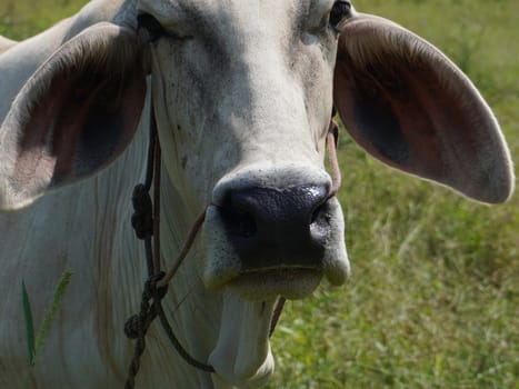 Native Thai cows in the countryside grasslands. Cows eat grass naturally.